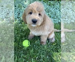 Small Photo #7 Labrador Retriever-Poodle (Toy) Mix Puppy For Sale in RICHMOND, IL, USA