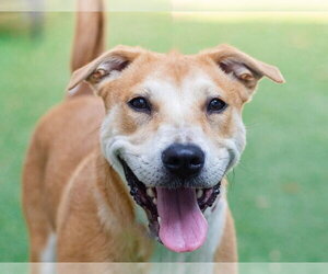 Labrador Retriever-Unknown Mix Dogs for adoption in Canton, CT, USA