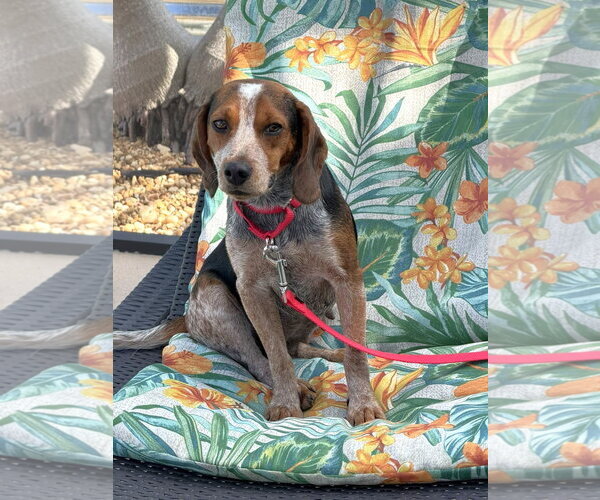 Medium Photo #3 Beagle Puppy For Sale in Dunnellon, FL, USA
