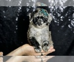 Puppy Howlite Maltipoo