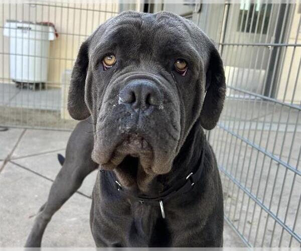 Medium Photo #1 Neapolitan Mastiff Puppy For Sale in Martinez, CA, USA