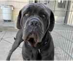 GOLIATH - Male Neapolitan Mastiff Dog for Adoption - Small photo