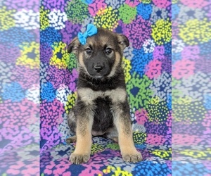 German Shepherd Dog-Norwegian Elkhound Mix Puppy for sale in RONKS, PA, USA