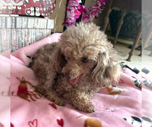 Medium Photo #1 Poodle (Toy) Puppy For Sale in Wheaton, IL, USA