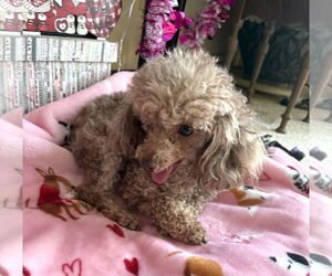 Poodle (Toy) Dogs for adoption in Wheaton, IL, USA