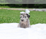 Small Photo #2 Great Dane Puppy For Sale in CECILIA, KY, USA