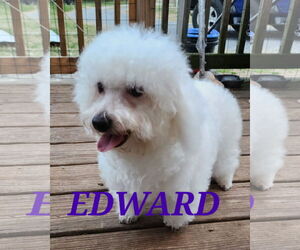 Bichon Frise Dogs for adoption in Seaford, DE, USA