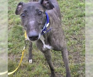 Greyhound Dogs for adoption in Grandville, MI, USA