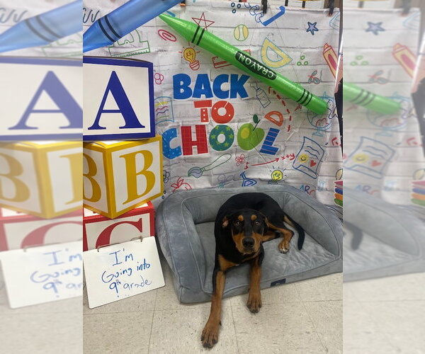 Medium Photo #2 Doberman Pinscher-Unknown Mix Puppy For Sale in Bryant, AR, USA