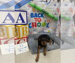 Small #1 Doberman Pinscher Mix