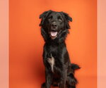Small Labrador Retriever Mix