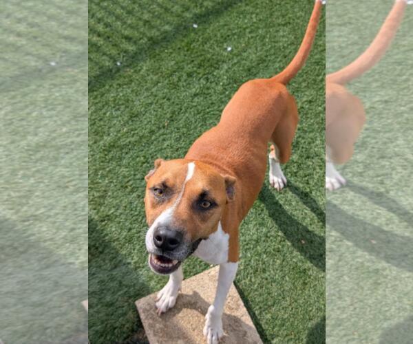 Medium Photo #12 Boxer-Unknown Mix Puppy For Sale in Rockwall, TX, USA