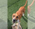 Small #11 Boxer Mix
