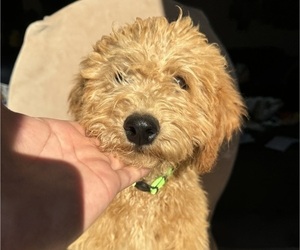 Goldendoodle (Miniature) Puppy for sale in SAN FERNANDO, CA, USA