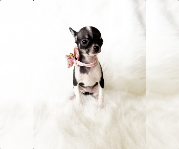 Medium Photo #1 Chihuahua Puppy For Sale in SACRAMENTO, CA, USA