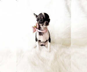 Chihuahua Puppy for sale in SACRAMENTO, CA, USA