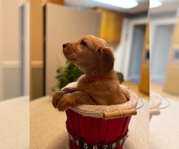 Medium Photo #13 Golden Retriever Puppy For Sale in SANFORD, NC, USA
