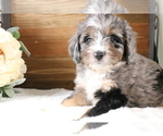 Small Photo #105 Aussiedoodle Miniature  Puppy For Sale in STAFFORD, VA, USA