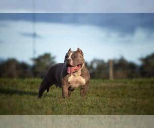Mother of the American Bully puppies born on 04/12/2022