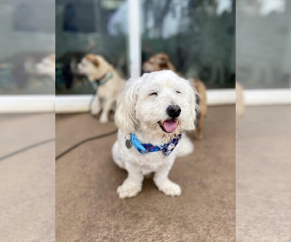 Medium Photo #3 Maltese Puppy For Sale in  Ramona, CA, USA