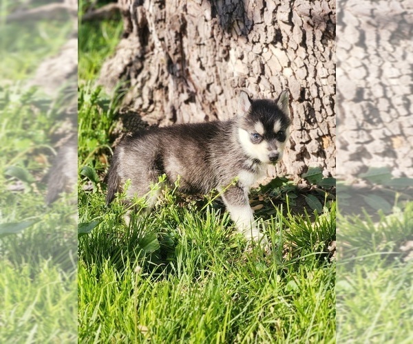 Medium Photo #5 Siberian Husky Puppy For Sale in KANSAS CITY, MO, USA