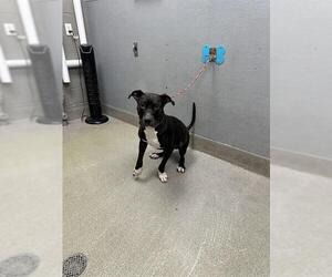 American Pit Bull Terrier-Unknown Mix Dogs for adoption in Las Vegas, NV, USA