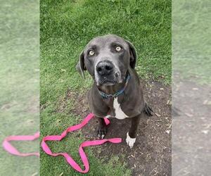 Unknown-Weimaraner Mix Dogs for adoption in Corpus Christi, TX, USA