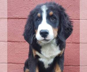 Bernese Mountain Dog Puppy for sale in KUTZTOWN, PA, USA