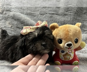 ShihPoo Puppy for sale in KENNEWICK, WA, USA