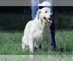 Small #3 Golden Retriever