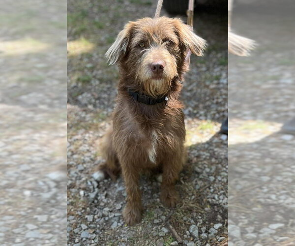 Medium Photo #1 German Wirehaired Pointer Puppy For Sale in New York, NY, USA
