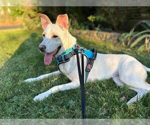 Shepradors Dogs for adoption in Louisville, KY, USA