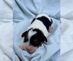 Small Photo #23 Cavapoo Puppy For Sale in PENSACOLA, FL, USA