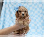 Small #4 Cavapoo (Miniature)
