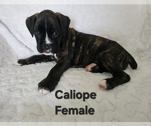 Boxer Puppy for sale in HILLSBORO, MO, USA