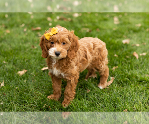 Cocker Spaniel-Poodle (Miniature) Mix Puppy for sale in NAPPANEE, IN, USA