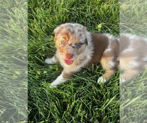Medium Photo #6 Australian Shepherd Puppy For Sale in RICHMOND, KY, USA