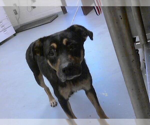 Medium Photo #1 Black and Tan Coonhound-Unknown Mix Puppy For Sale in Fayetteville, NC, USA