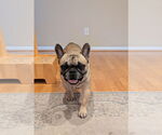 Small #3 French Bulldog