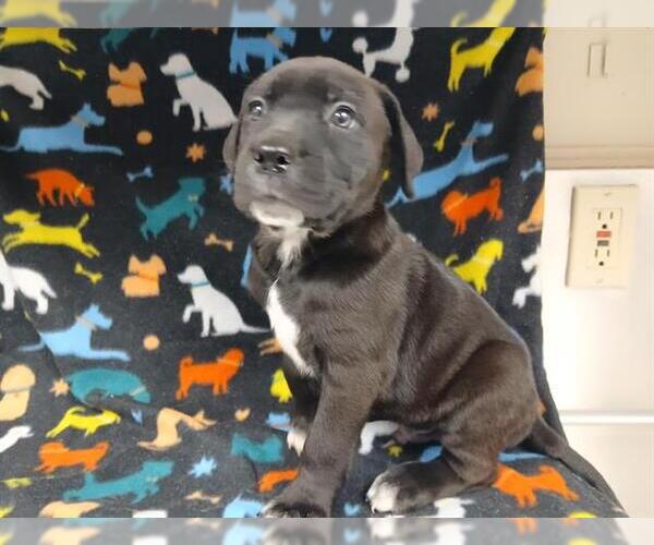 Medium Photo #1 Mutt Puppy For Sale in HESPERIA, CA, USA