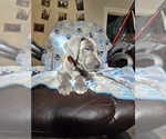 Small Great Dane
