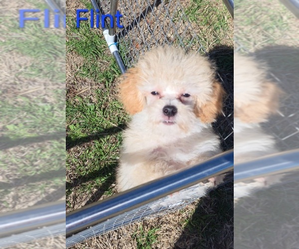 Medium Photo #2 Poodle (Toy) Puppy For Sale in AZLE, TX, USA