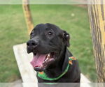 Small #1 Labrador Retriever Mix