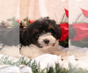 Cavapoo Puppy for sale in WEST SALEM, OH, USA