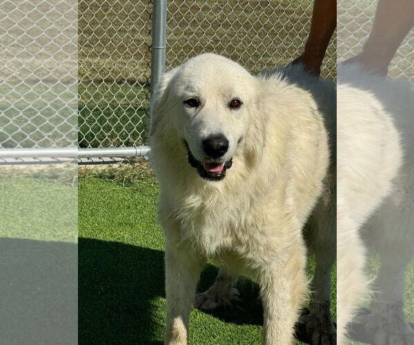Medium Photo #5 Great Pyrenees Puppy For Sale in Spring, TX, USA
