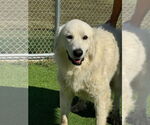 Small #4 Great Pyrenees