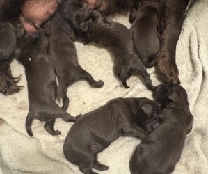 Boykin Spaniel Dog for Adoption in LEXINGTON, South Carolina USA