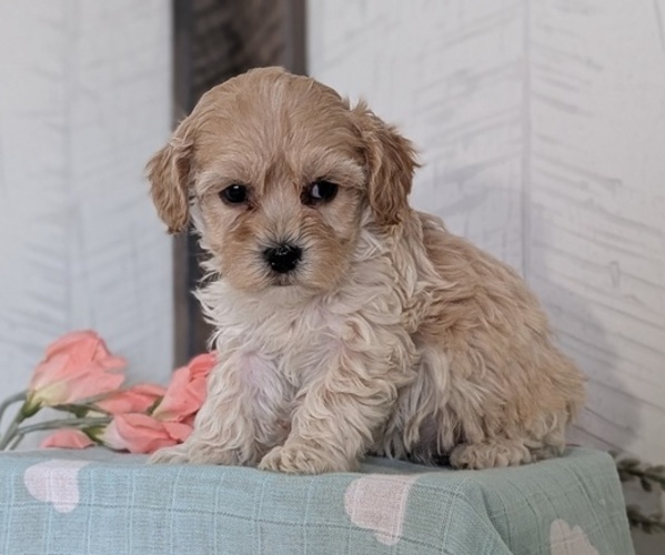Medium Photo #16 Cockapoo (Toy) Puppy For Sale in GOSHEN, IN, USA