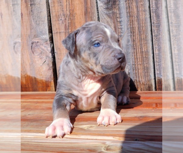 Medium Photo #8 American Bully Puppy For Sale in LOS ANGELES, CA, USA