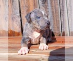Small Photo #8 American Bully Puppy For Sale in LOS ANGELES, CA, USA